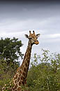 Giraffe Chobe